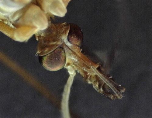 Réf. 241 202 : Tipula paludosa